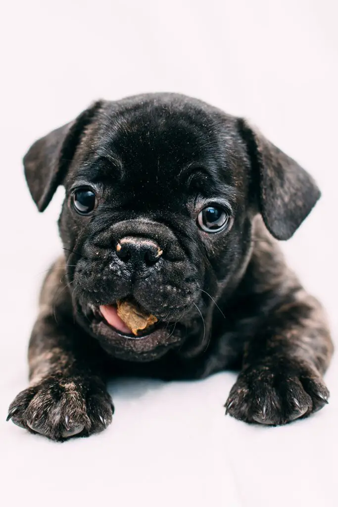 Black French Bulldog Puppy