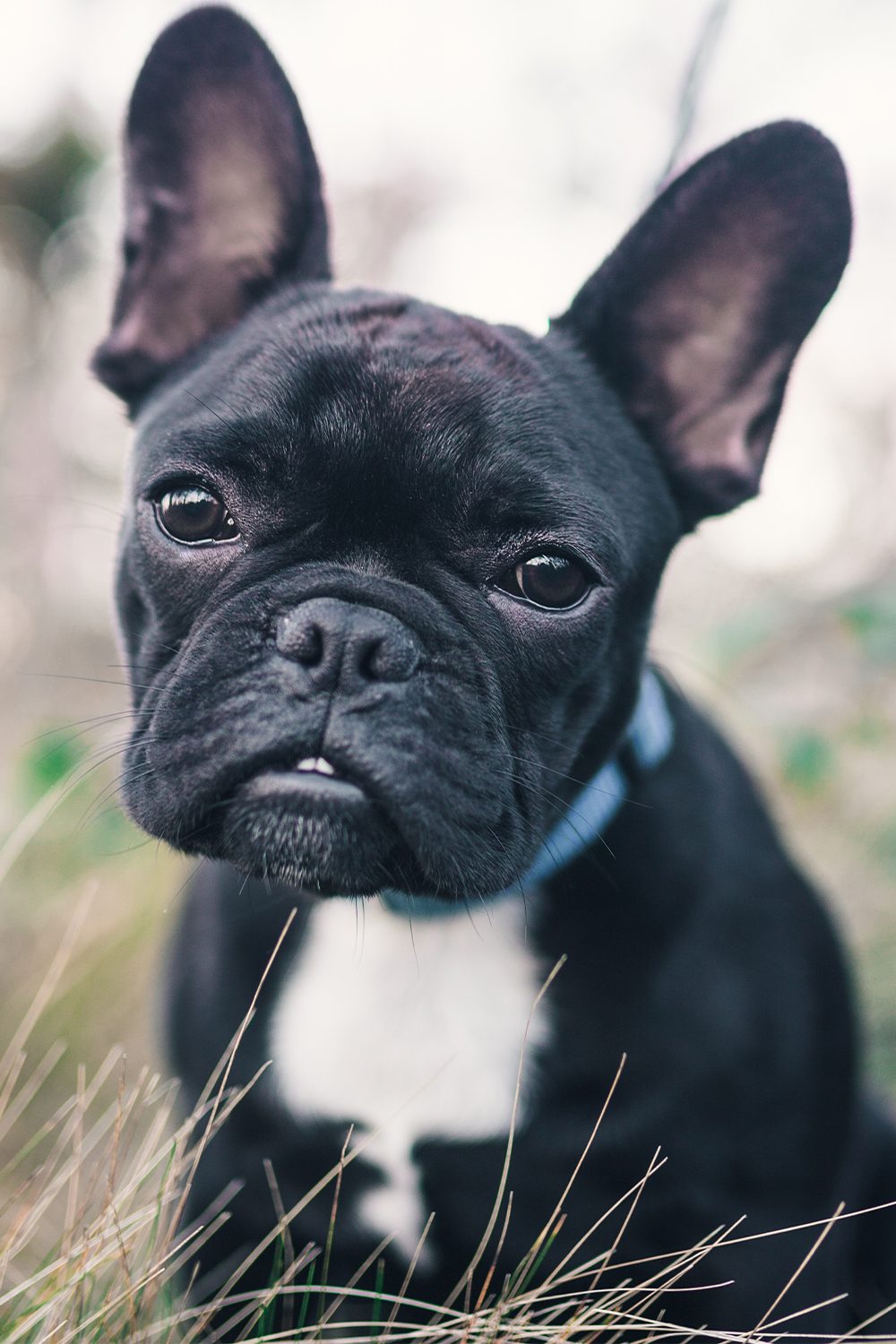 black french bulldog soft toy