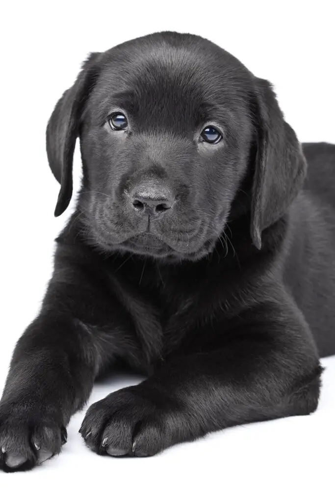 Black Labrador Puppy