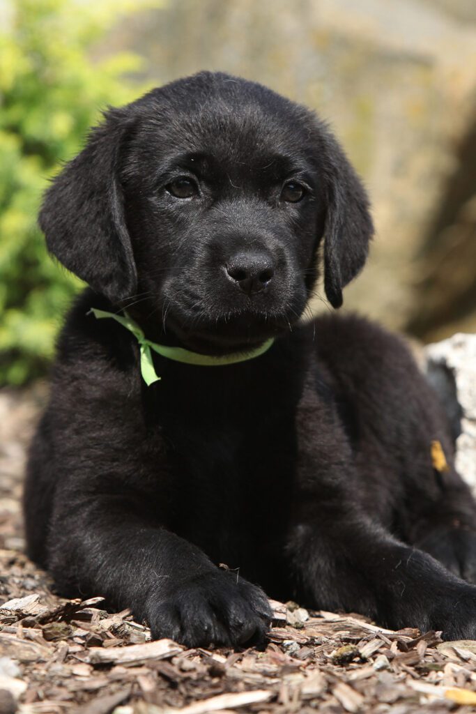 Black Labrador Puppy 8 Weeks