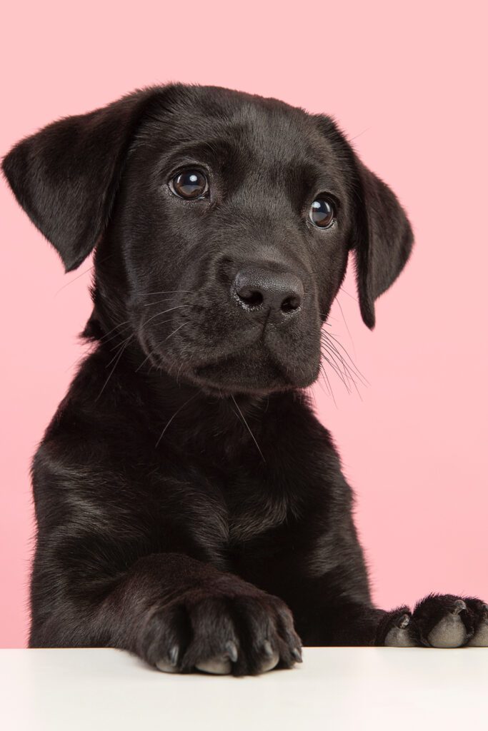 Black Labrador Puppy Aesthetic
