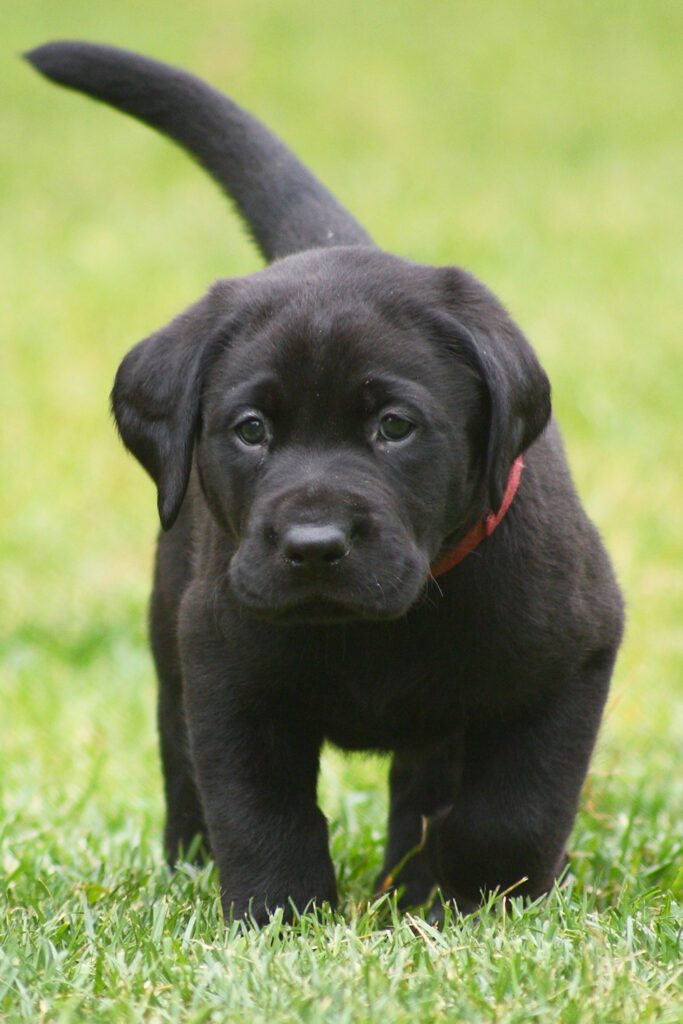 Black Labrador Puppy Cute