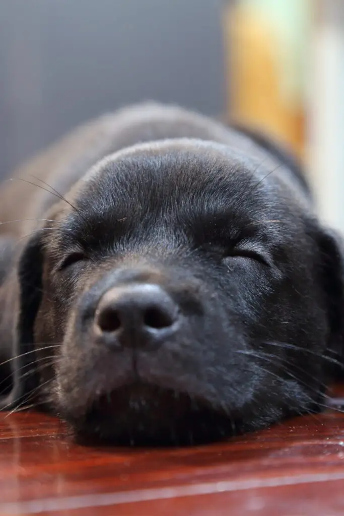 Black Labrador Puppy Funny