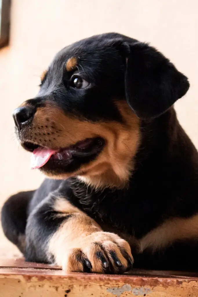 Black Rottweiler Puppy