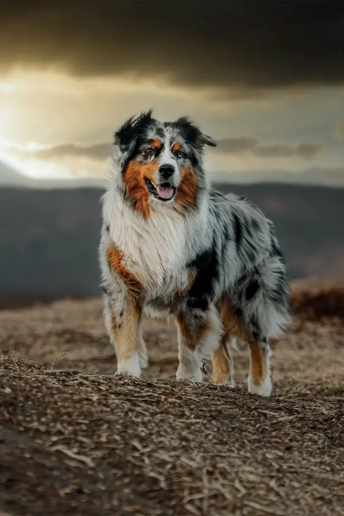 Black Tri Australian Shepherd