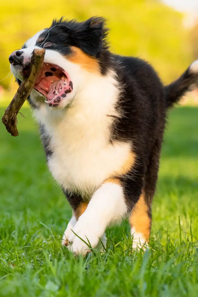 Black Tri Australian Shepherd Puppy