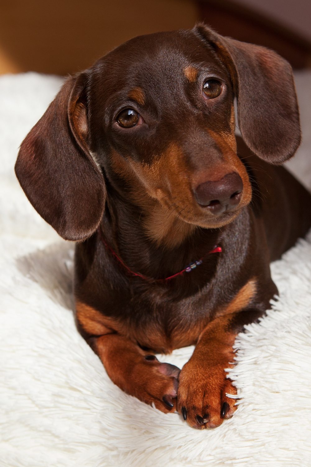 Dachshund Puppies (25 Cute Doxies) - Talk to Dogs