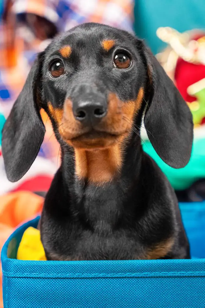 Black and Tan Dachshund Puppy