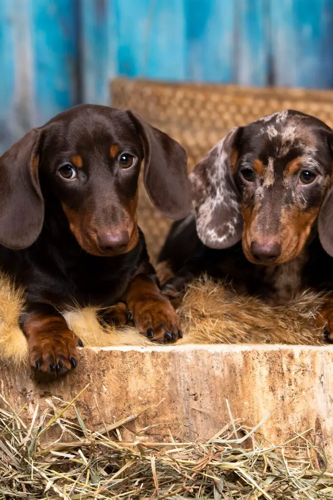 Black and Tan and Dapple Dachshund Puppy