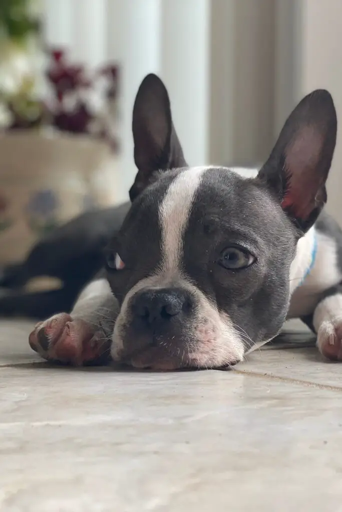 Blue Boston Terrier Puppy