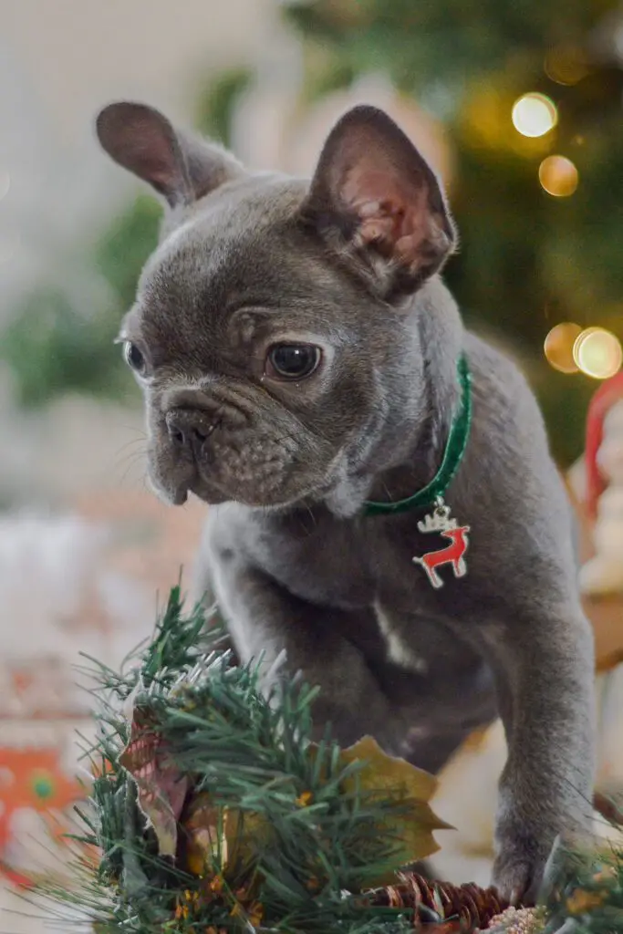 Blue Fawn French Bulldog Puppy