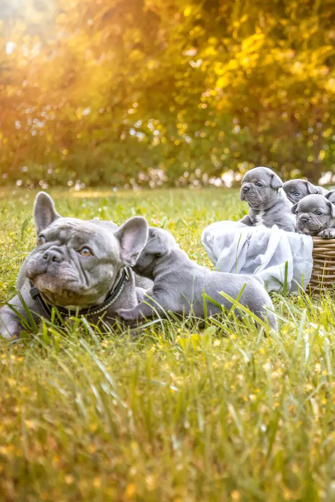 Blue French Bulldog Puppies