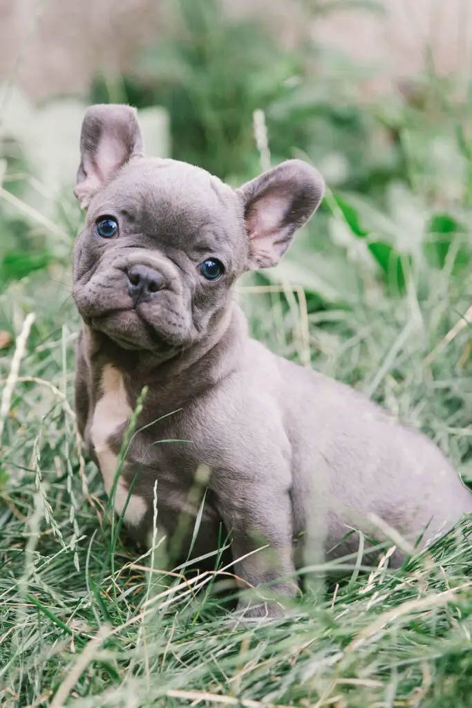 Blue French Bulldog Puppy