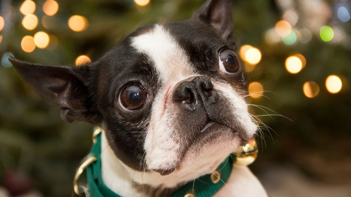 25 Boston Terrier Dogs - Talk to Dogs
