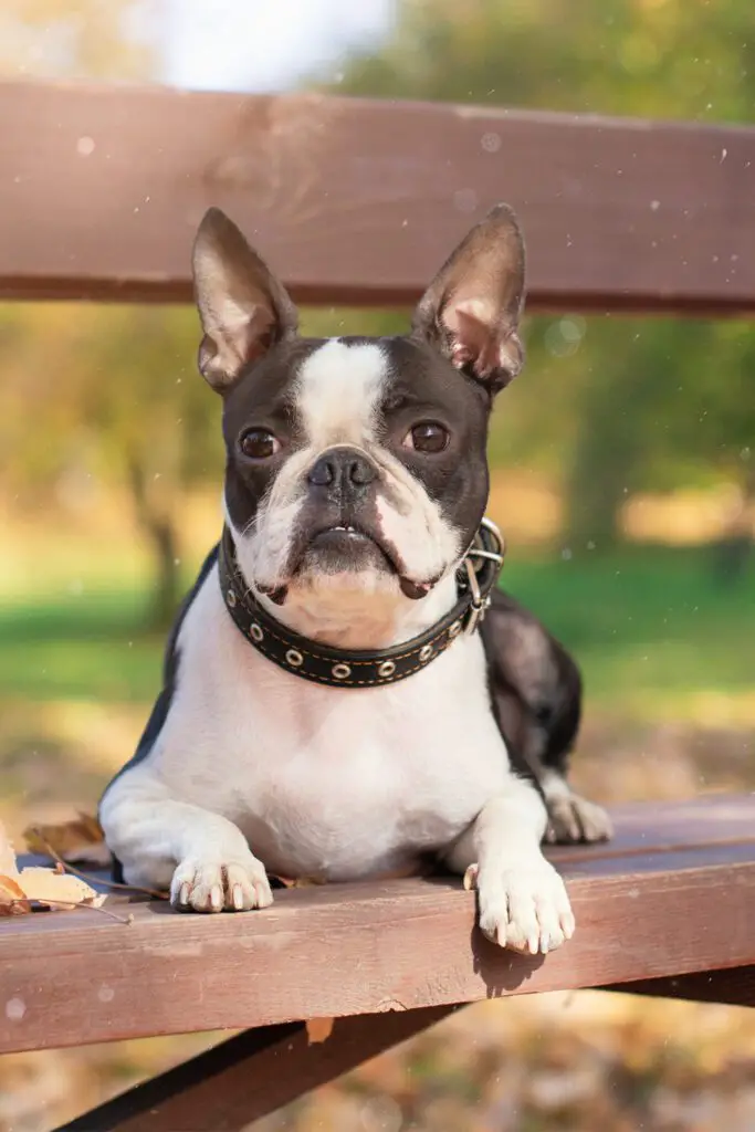 Boston Terrier At The Park