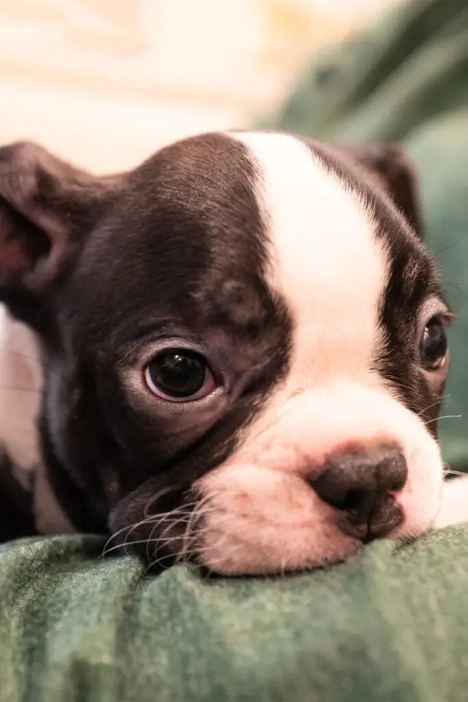 Boston Terrier Baby