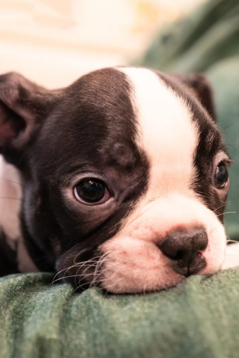 Boston Terrier Puppies (24 of the Cutest Pups) - Talk to Dogs