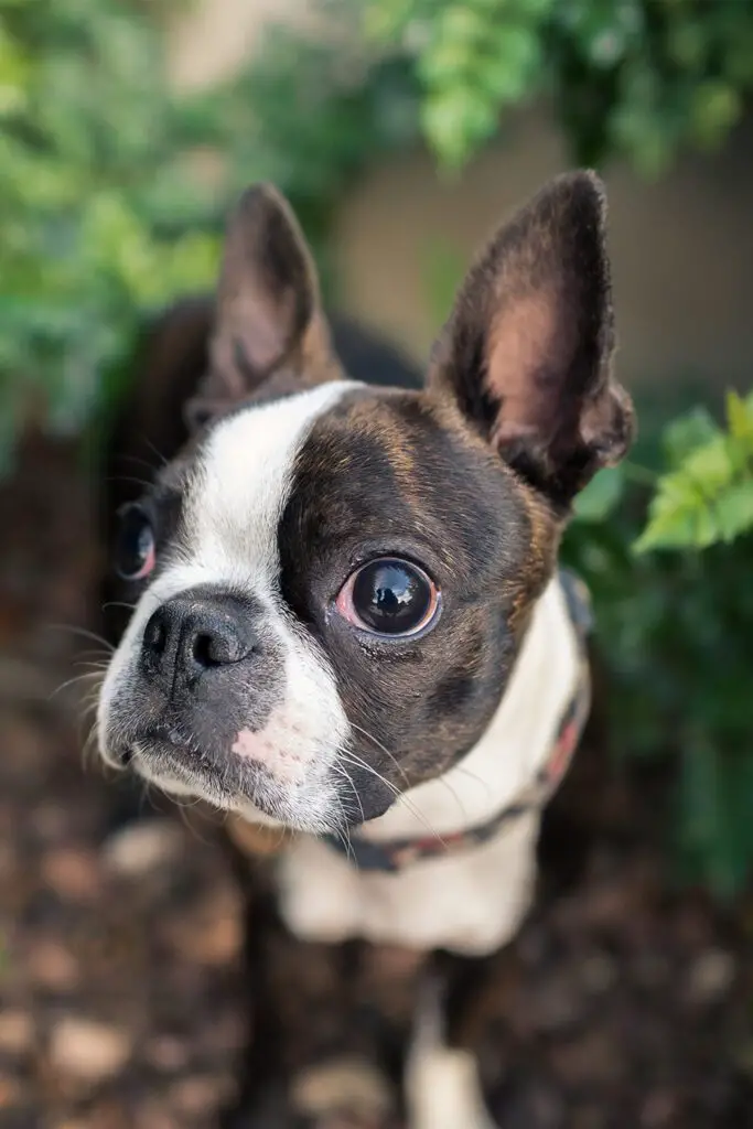 25 Boston Terrier Dogs - Talk to Dogs