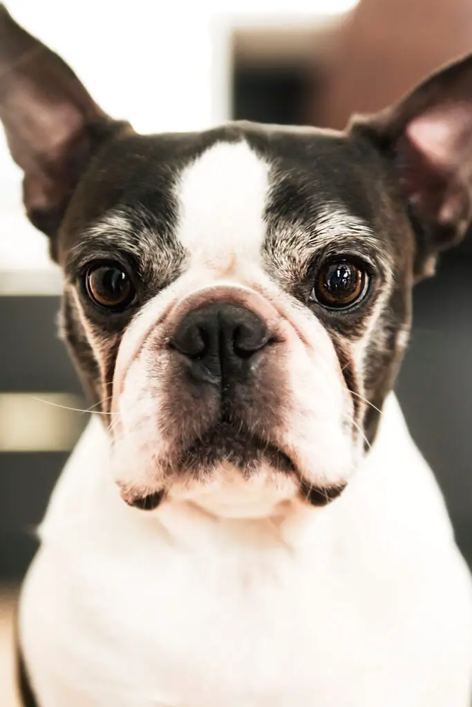 25 Boston Terrier Dogs - Talk to Dogs