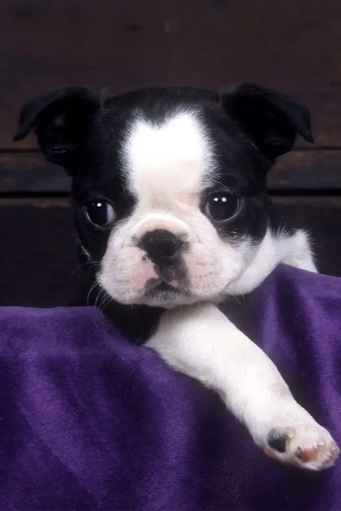 Boston Terrier Puppies Cute