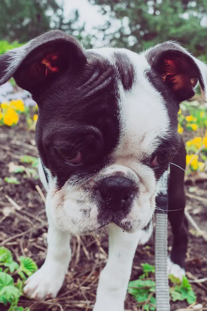 Boston Terrier Puppy