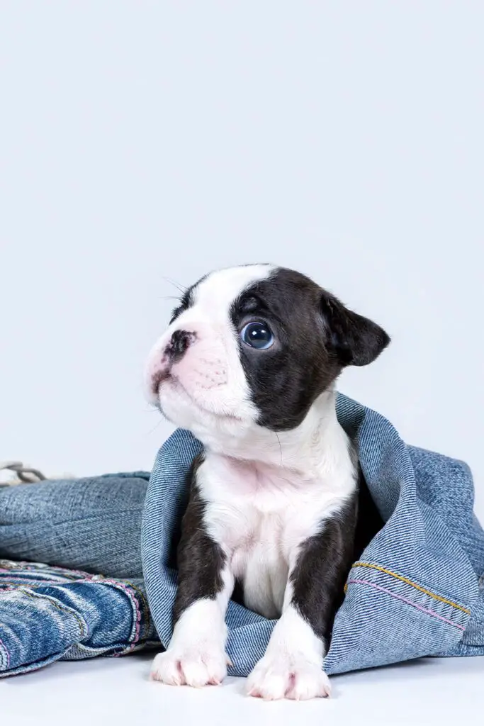 Boston Terrier Puppy 8 Weeks