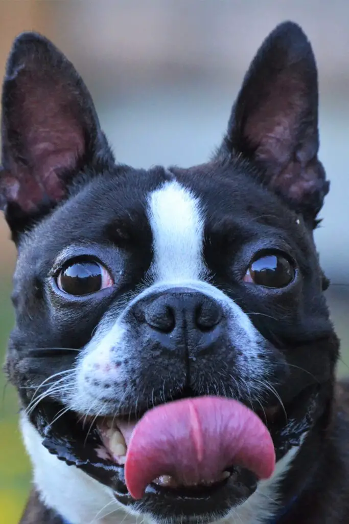 Boston Terrier Puppy Cute