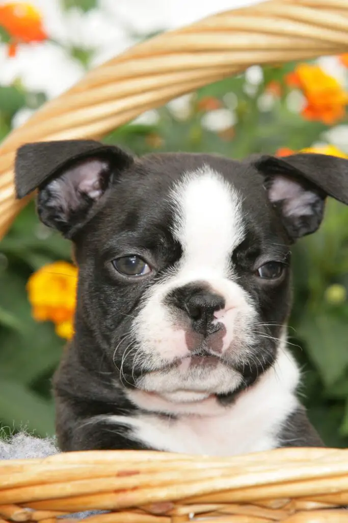 Boston Terrier Puppy In A Basket