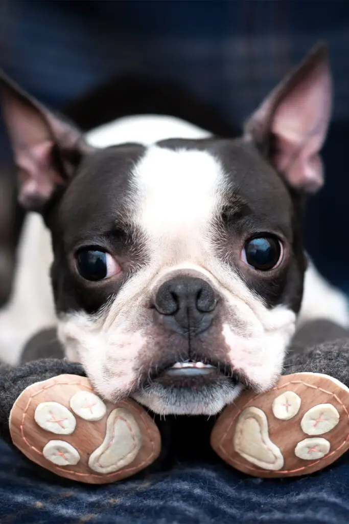 Boston Terrier Puppy Shoes