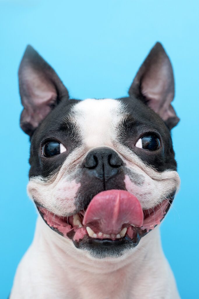 Boston Terrier Puppy Smile