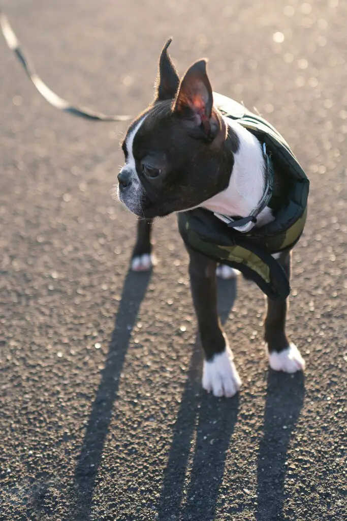 Boston Terrier Puppies (24 of the Cutest Pups) Talk to Dogs