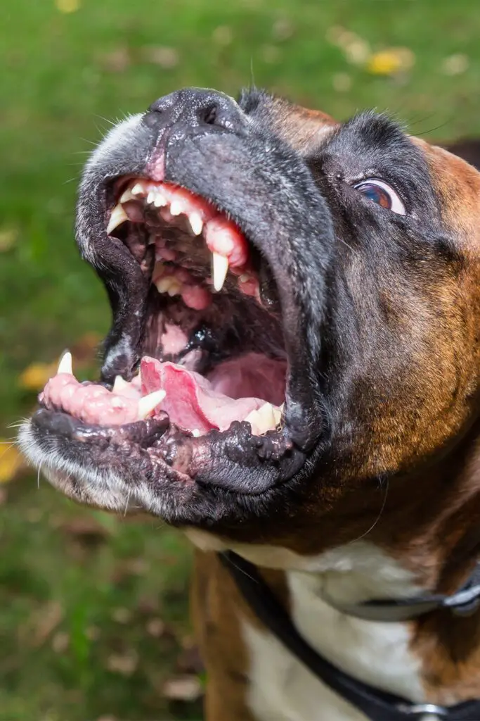 Boxer Dog Barking