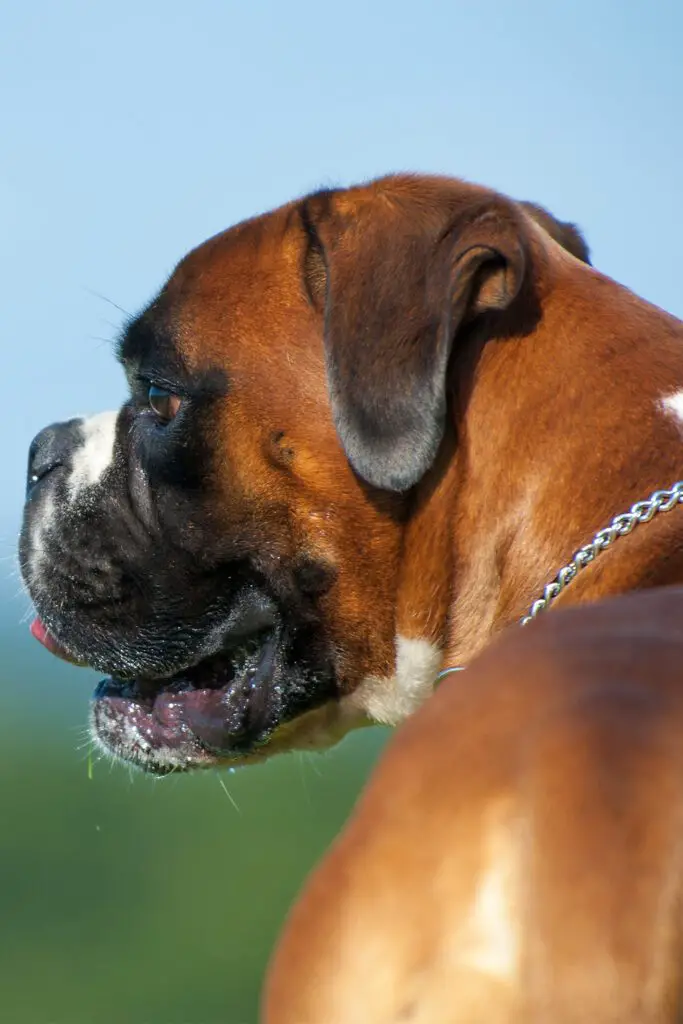 Boxer Dog Breed