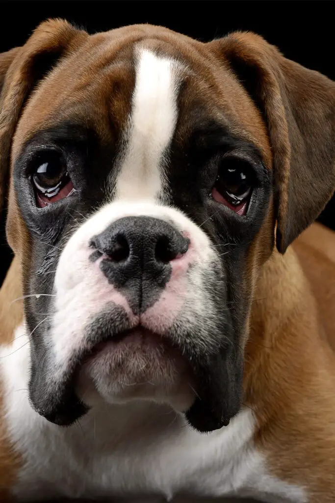 Boxer Dog Eyes