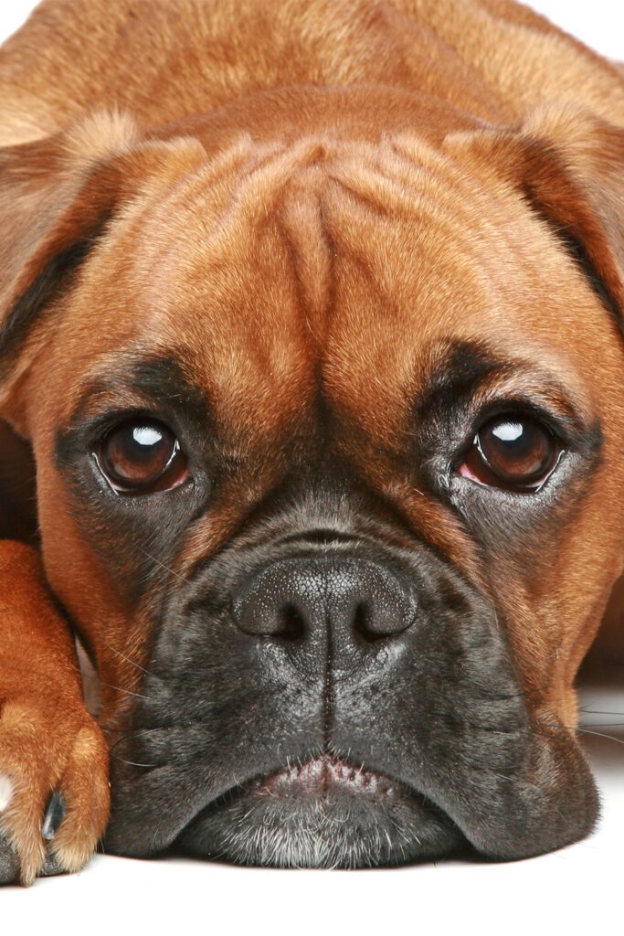 Boxer Dog Face
