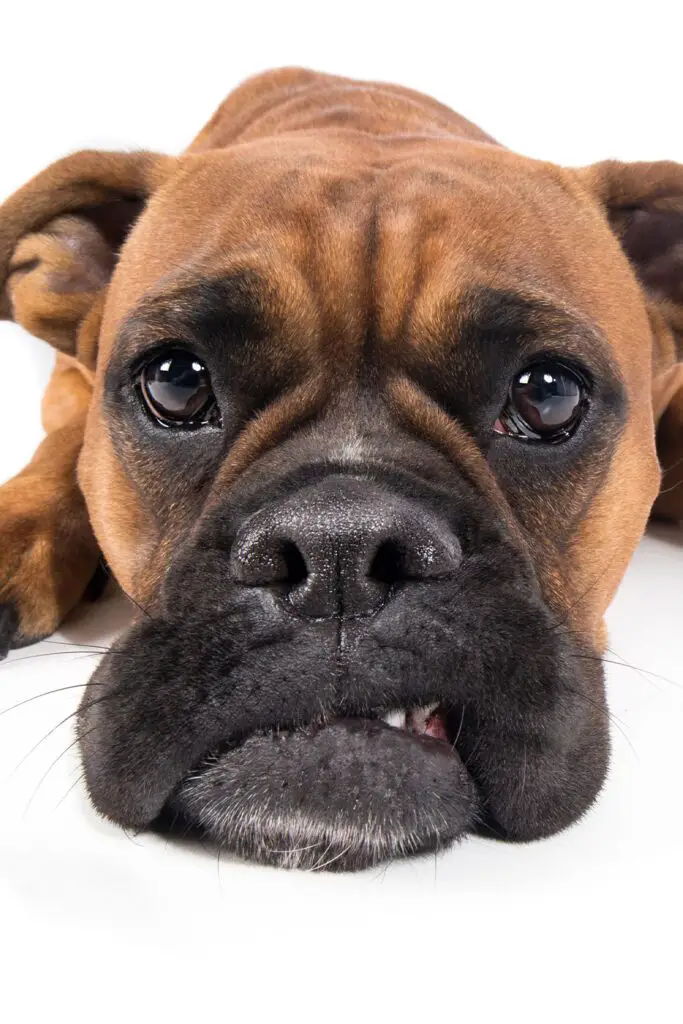 Boxer Dog Funny Face