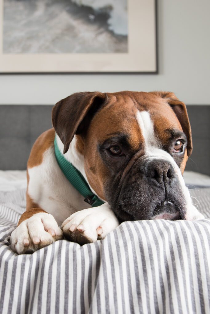 Boxer Dog On Bed