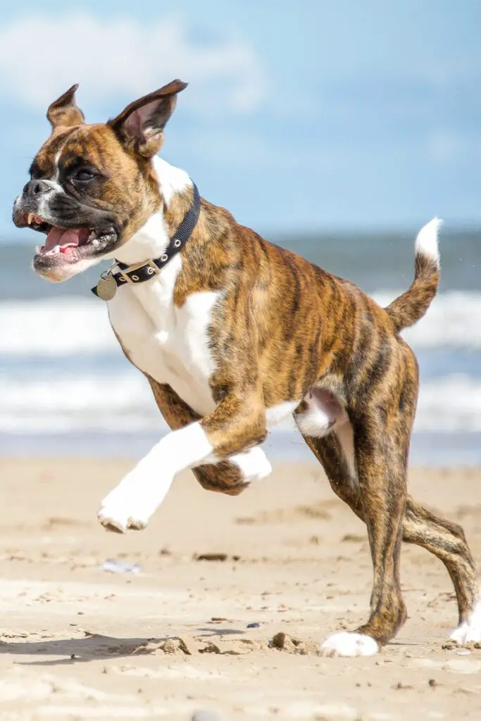 Boxer Dog Playing