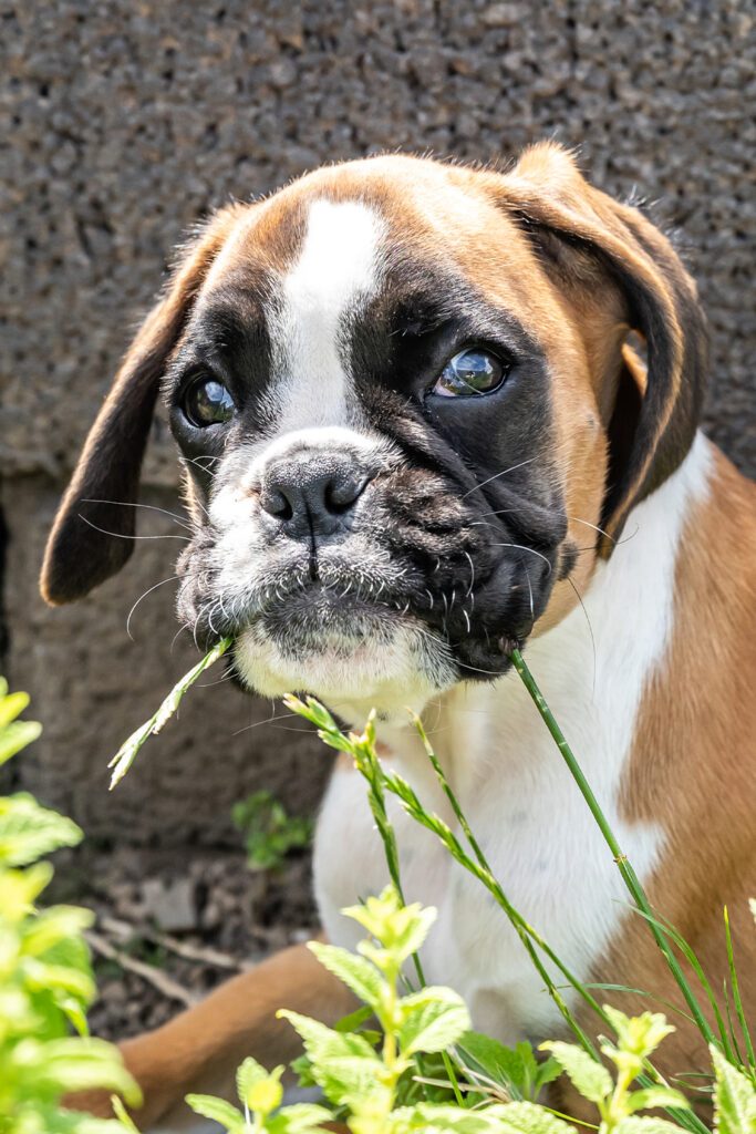 Boxer Dog Puppy In Garden