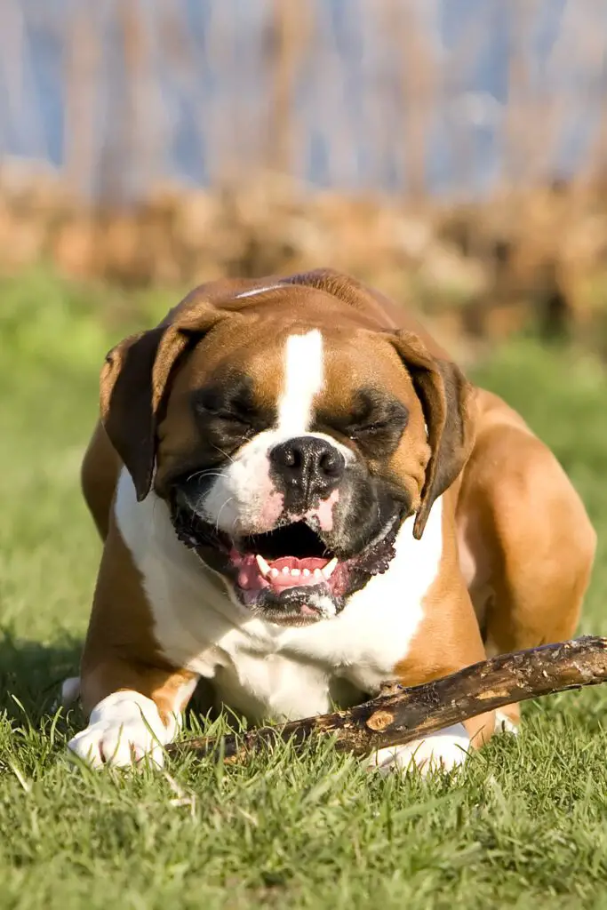 Boxer Dog Sneezing