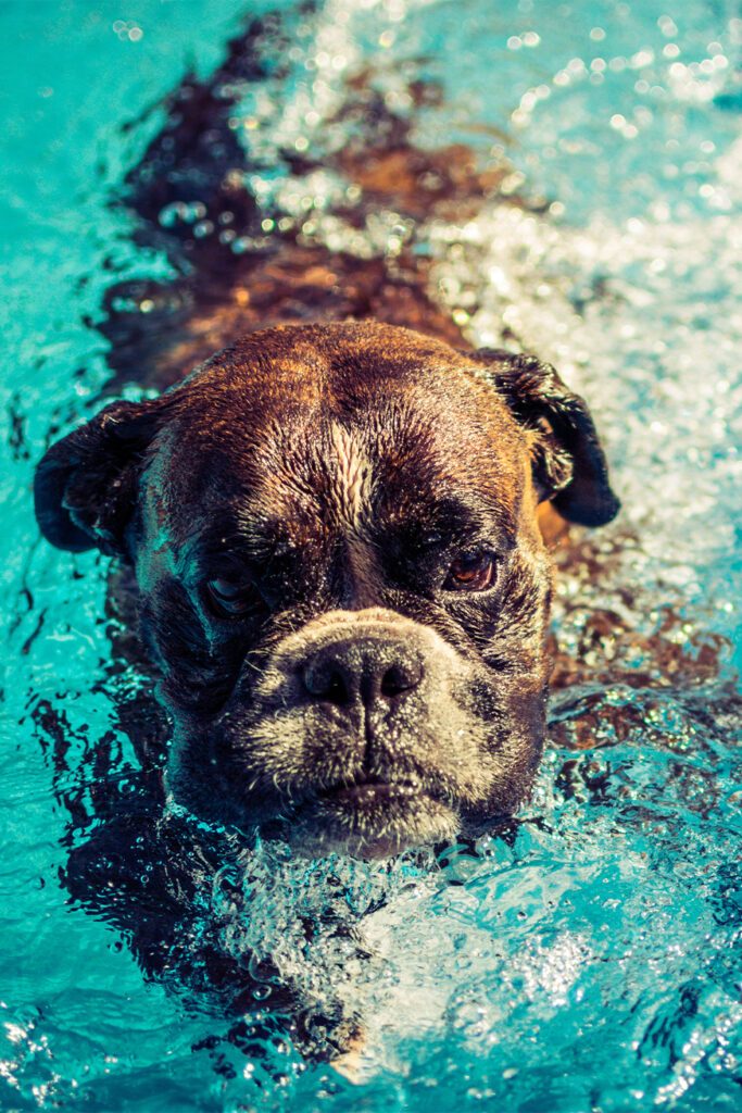 Boxer Dog Swimming
