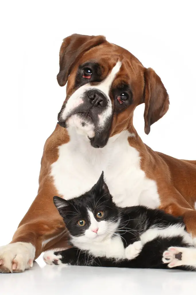 Boxer Dog With Cat