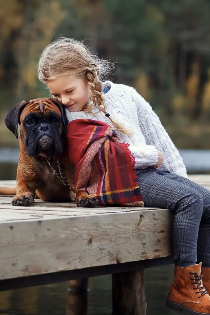 Boxer Dog With Girl