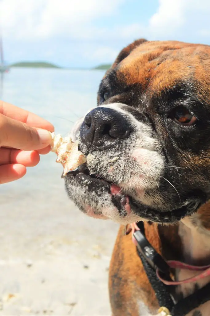 Boxer Dog at the beach