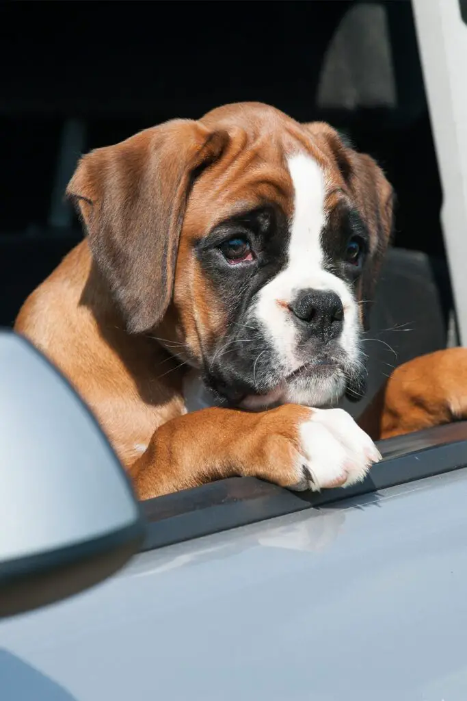 Boxer Dog in a Car