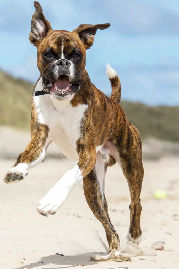 Boxer Dogs At The Beach