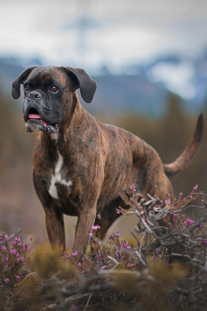 Boxer Dogs Brindle Beautiful