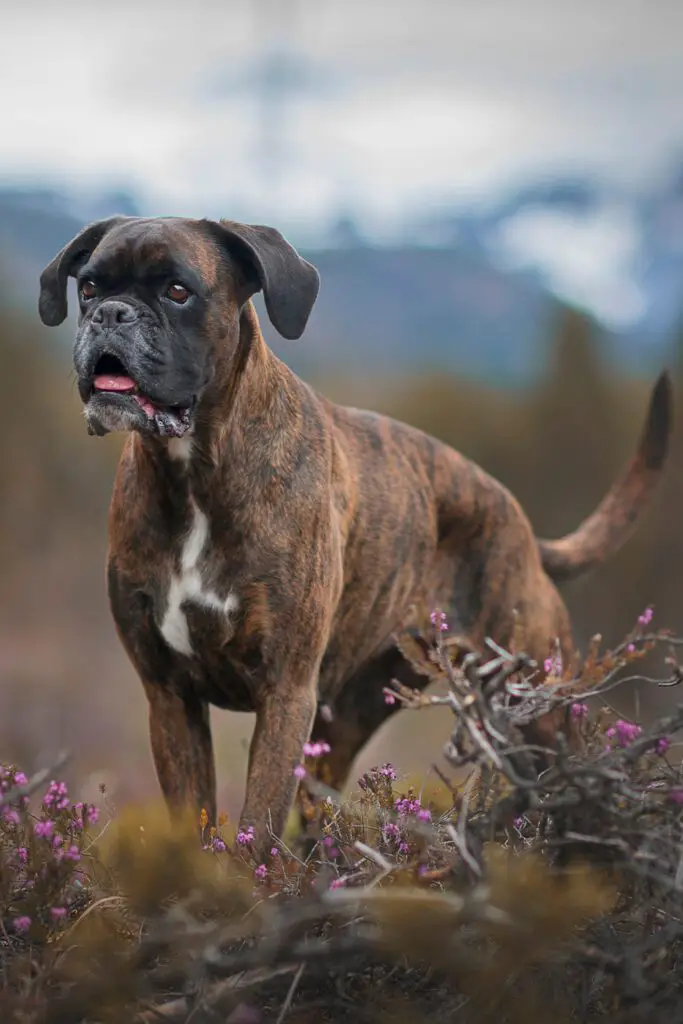 Boxer Dogs Brindle Beautiful