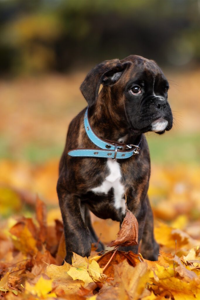 Boxer Dogs Brindle Puppies