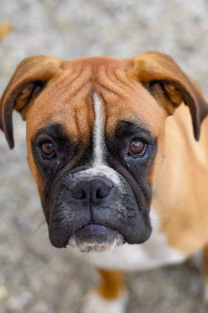 Boxer Pup